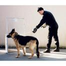 Cage de transport sp�ciale capture chien - image 5
