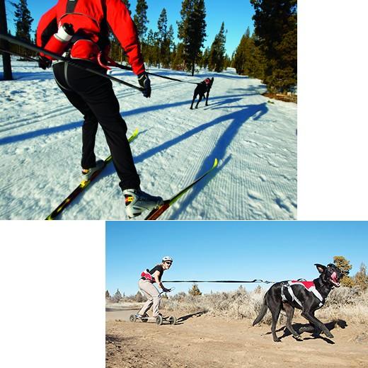 KIT CANICROSS BLEU, équipement canicross: baudrier, ligne de trait et  harnais pour chien