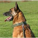 Collier cuir ARMY pour chien - image 4