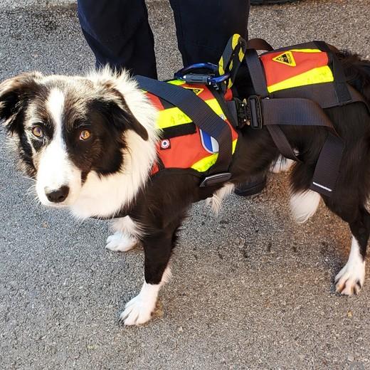 WINTERSON - Harnais de base pour chien