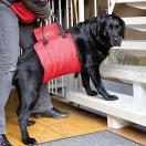 Harnais de soutien antérieur pour chiens handicapés ou à mobilité réduite