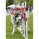 Slalom comptition - Agility K9 Sport