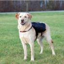 Sac  dos / harnais pour chiens