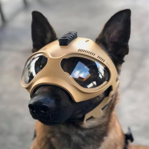 casque k9 helm + les protections oreilles. Morin : Équipement de protection  pour chien et Brigades Canine (K9)