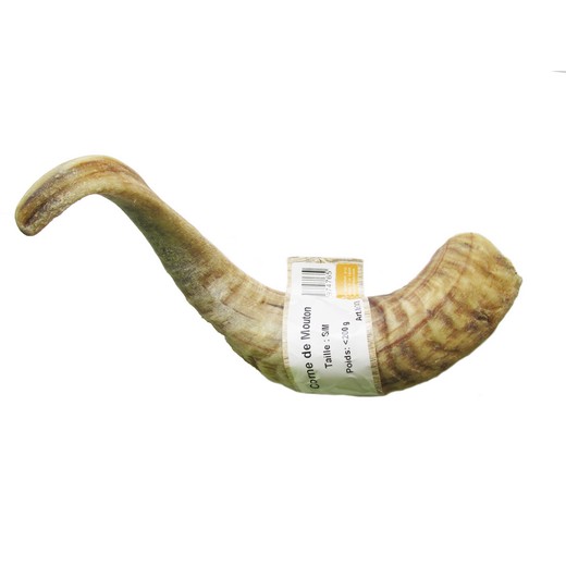 Corne de mouton Corne de mouton