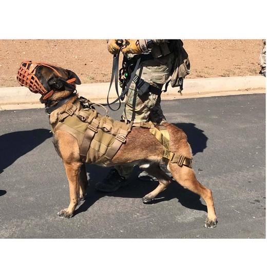 Filet de camouflage pour brigade canine (K9). Accessoires et