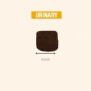 Protect URINARY chien -Pro Nutrition - image 7