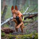 Gilet de chasse pour chien PROTECTOR VEST / NON-STOP Dogwear - image 4