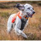Gilet de chasse pour chien PROTECTOR VEST / NON-STOP Dogwear - image 6