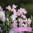 Sweet Pea spray dmelant - Tropiclean - image 5