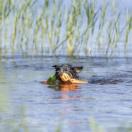 Aqua Toy - Jouet en forme de Canard Flottant - image 2