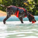 Harnais pour chien multifonctionnelle - Julius K9 - image 6