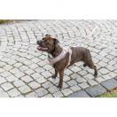 Harnais Premium FlexMesh  Coupe Large - image 3