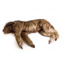 Chien "Rocky"  Mannequin de positionnement