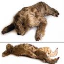 Chien "Rocky"  Mannequin de positionnement - image 2