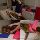 Chien "Rocky"  Mannequin de positionnement - image 5