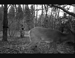 Vidéo de nuit avec une caméra Spypoint IR-5 vidéo_1