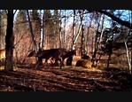 Vidéo de jour avec une caméra Spypoint IR-5 vidéo_1