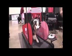 Home Trainer Dog Pacer