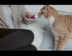Friandise Roller Pop pour chat vidéo_1