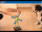 Windmill jouet pour chien