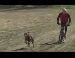 Patinette Kickbike cross canin