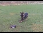 Lanceur de balle Smart Up vidéo_1