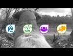 Balise GPS pour chien et chat IOPP Tracker vidéo_1