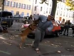 Démonstration chien de gendarmerie vidéo_1