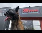 Casque pour chien K9 Tactical vidéo_1