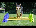 Fitpaws Canine Gym Agility Set