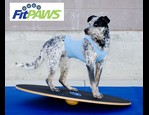 FitPaws Wobble Board