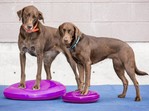 FitPaws Balance Disc