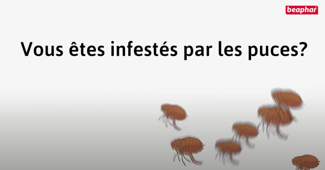 Dparasiter l'environnement de votre chien ou de votre chat sans insecticide ni pesticide