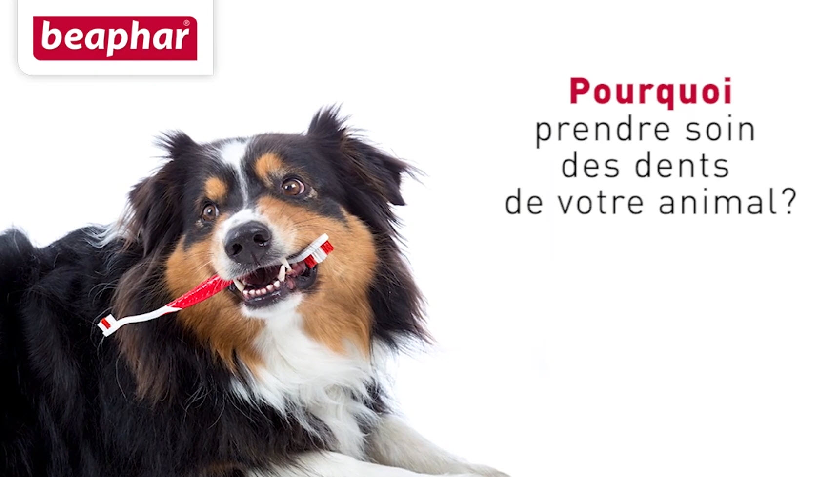 Comment brosser les dents de mon chien ou de mon chat ?