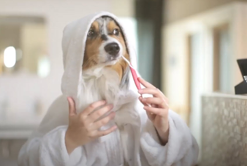 Prenez soin des dents de votre chien ou de votre chat