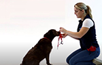 Collier education HALTI pour chien