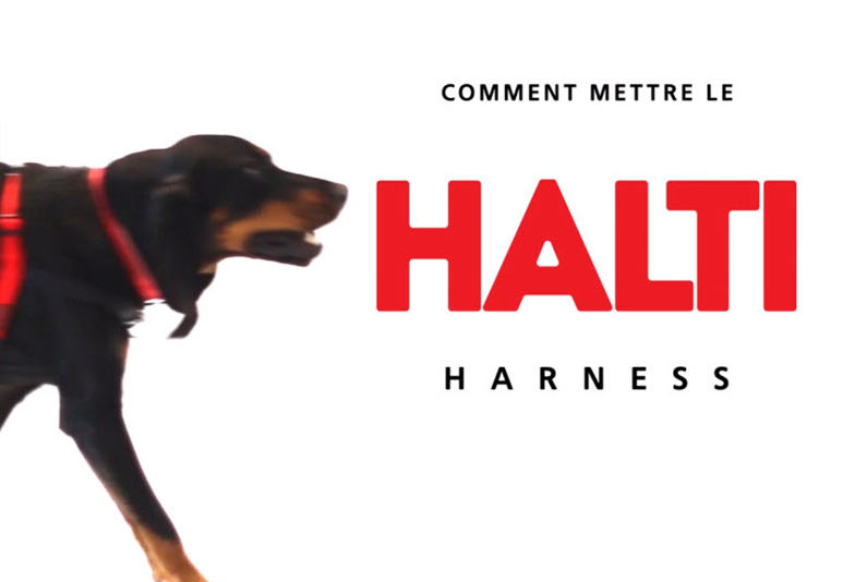 Harnais dducation Halti pour chien