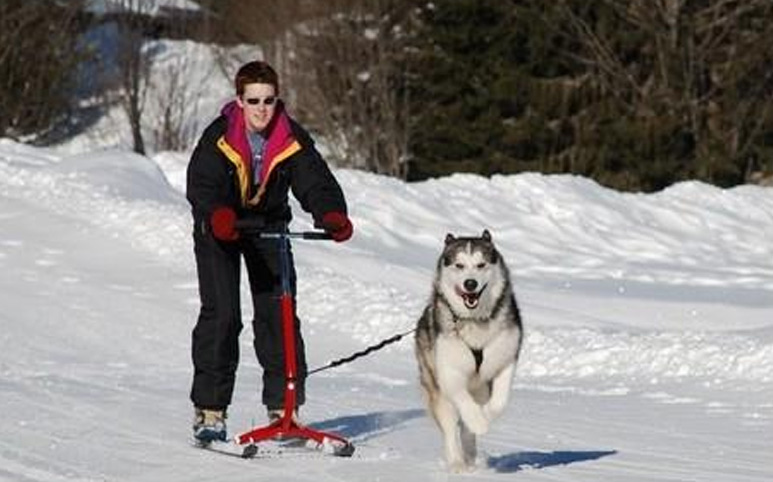 Luge patinette pour chien de traneau