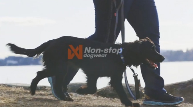 Acheter Collier tactique pour chien, collier d'entraînement pour animaux de  compagnie et laisse, poignée de contrôle en caoutchouc, colliers sans  traction pour petits et grands chiens