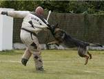 Vido sur le Ring - Sport canin 