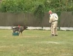 Vidéo sport canin - Le Ring vidéo_1