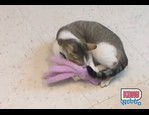 Kong Wubba, jouet pour chat vidéo_1