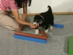 Eveil du chiot - Tricky Timber vidéo_1