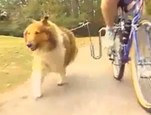 Springer - Accessoire vélo vidéo_1
